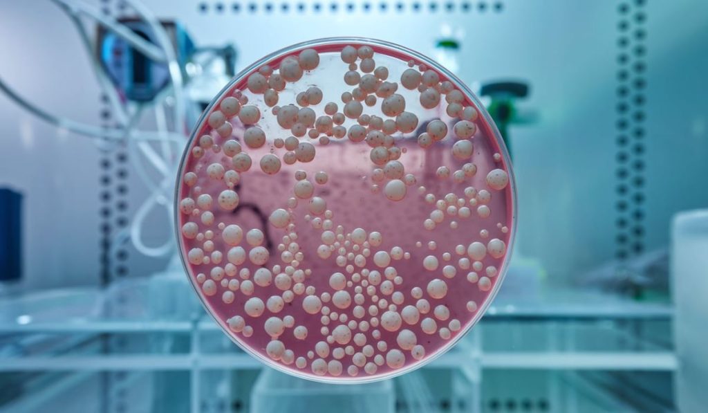 What Are Vero Cells? Everything You Need to Know